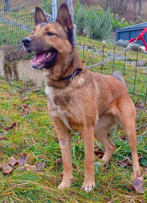 Trish freut sich auf IHRE Familie, Mischling - Hündin