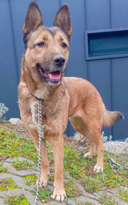 Trish freut sich auf IHRE Familie, Mischling - Hündin