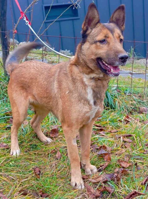 Trish freut sich auf IHRE Familie, Mischling - Hündin