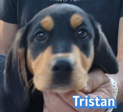 Tristan, Bracke Welpen - Rüde