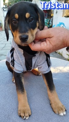 Tristan, Bracke Welpen - Rüde