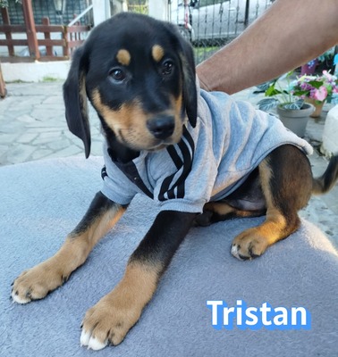 Tristan, Bracke Welpen - Rüde