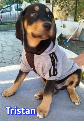 Tristan, Bracke Welpen - Rüde