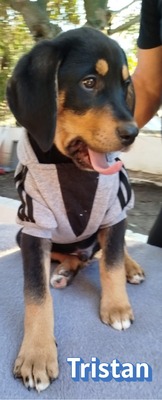 Tristan, Bracke Welpen - Rüde