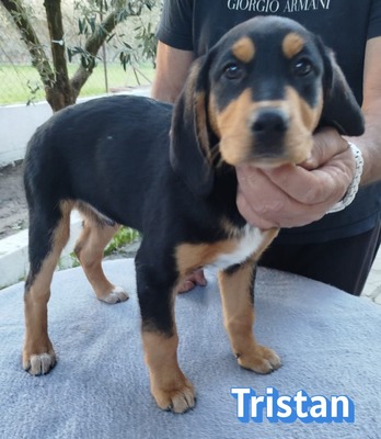 Tristan, Bracke Welpen - Rüde