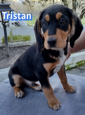 Tristan, Bracke Welpen - Rüde