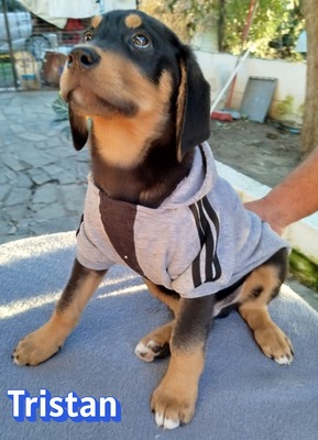 Tristan, Bracke Welpen - Rüde