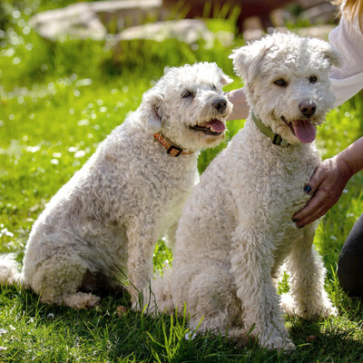 Tristan und Isolde, Puli-Mix - Rüde