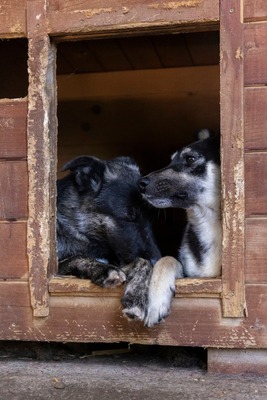 🌟 Trixie – kleiner Sonnenschein auf vier Pfoten!