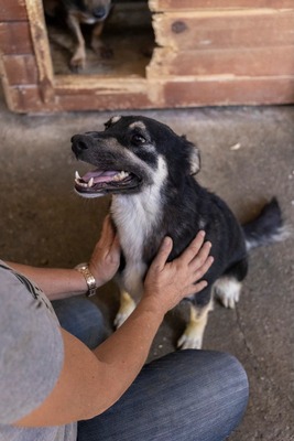 🌟 Trixie – kleiner Sonnenschein auf vier Pfoten!, Mischling - Hündin