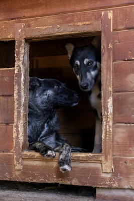 🌟 Trixie – kleiner Sonnenschein auf vier Pfoten!, Mischling - Hündin