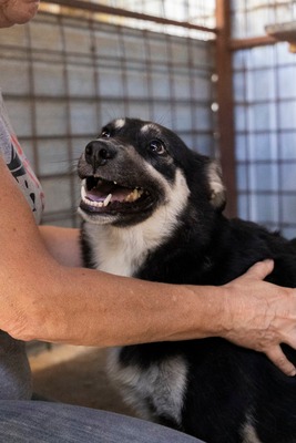 🌟 Trixie – kleiner Sonnenschein auf vier Pfoten!, Mischling - Hündin