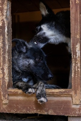 🌟 Trixie – kleiner Sonnenschein auf vier Pfoten!, Mischling - Hündin