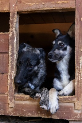 🌟 Trixie – kleiner Sonnenschein auf vier Pfoten!, Mischling - Hündin