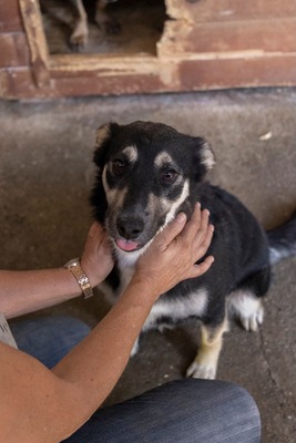 🌟 Trixie – kleiner Sonnenschein auf vier Pfoten!, Mischling - Hündin