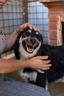 🌟 Trixie – kleiner Sonnenschein auf vier Pfoten!, Mischling - Hündin