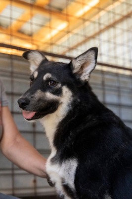 🌟 Trixie – kleiner Sonnenschein auf vier Pfoten!, Mischling - Hündin