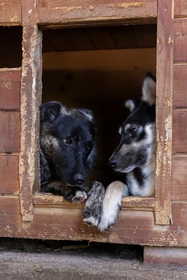 🌟 Trixie – kleiner Sonnenschein auf vier Pfoten!, Mischling - Hündin