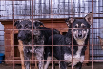🌟 Trixie – kleiner Sonnenschein auf vier Pfoten!, Mischling - Hündin