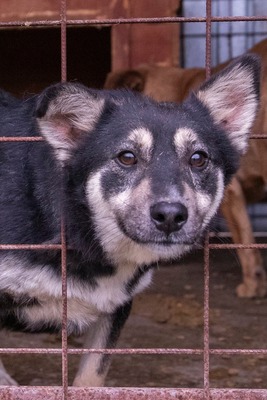 🌟 Trixie – kleiner Sonnenschein auf vier Pfoten!