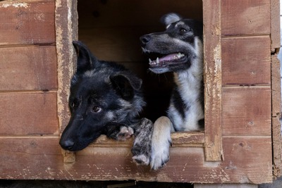 🌟 Trixie – kleiner Sonnenschein auf vier Pfoten!, Mischling - Hündin