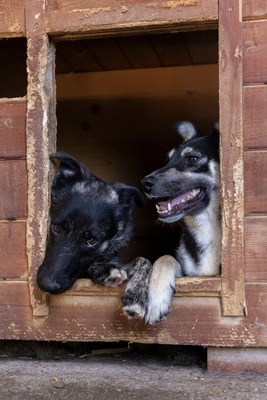 🌟 Trixie – kleiner Sonnenschein auf vier Pfoten!, Mischling - Hündin