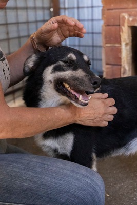 🌟 Trixie – kleiner Sonnenschein auf vier Pfoten!, Mischling - Hündin