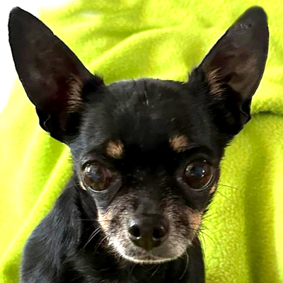 Triximaus, Chiuahua Pinscher - Hündin