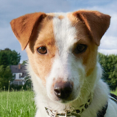 Trixina, Foxterrier-Mix - Hündin
