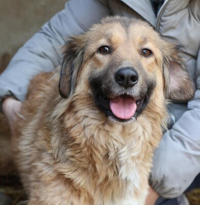 Trude, Mischling - Hündin