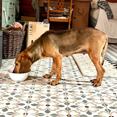 Trudi, Mischlinge - Hündin