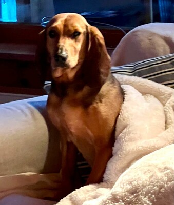 Trudi, Mischlinge - Hündin