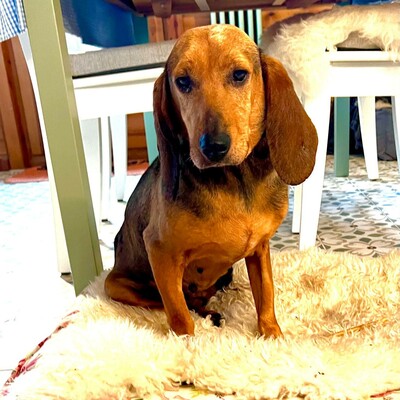 Trudi, Mischlinge - Hündin