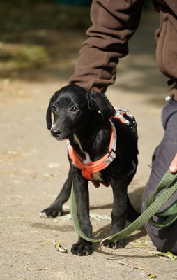 Trudy, Mischling Welpen - Hündin