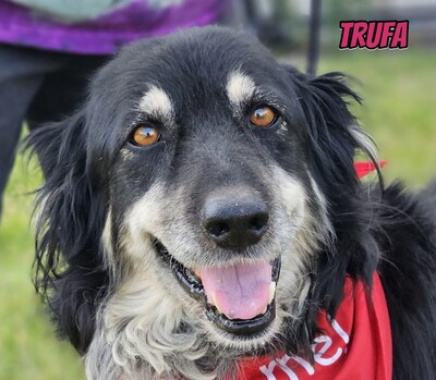 Trufa