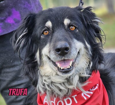 Trufa, Bearded Collie Mix - Hündin