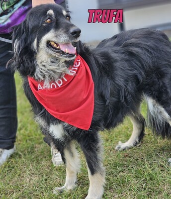 Trufa, Bearded Collie Mix - Hündin