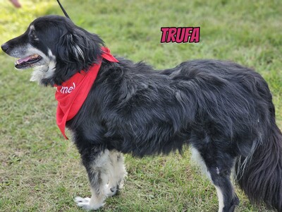 Trufa, Bearded Collie Mix - Hündin