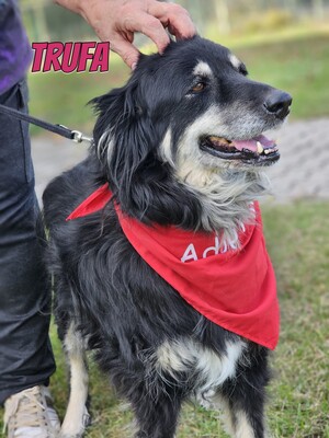 Trufa, Bearded Collie Mix - Hündin