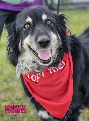 Trufa, Bearded Collie Mix - Hündin