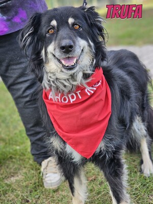 Trufa, Bearded Collie Mix - Hündin