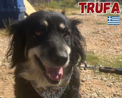 Trufa, Mischling - Hündin
