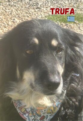 Trufa, Mischling - Hündin
