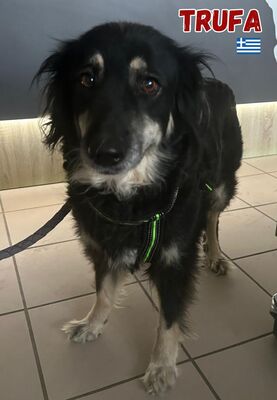 Trufa, Mischling - Hündin