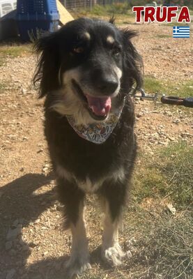 Trufa, Mischling - Hündin