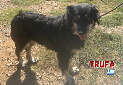 Trufa, Mischling - Hündin