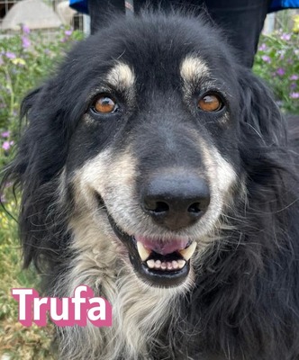 Trufa