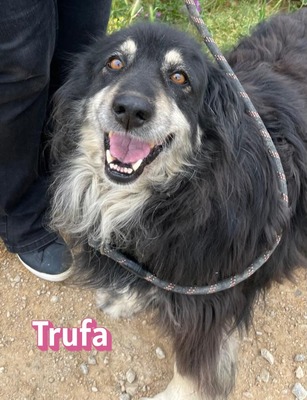 Trufa, Mischling - Hündin