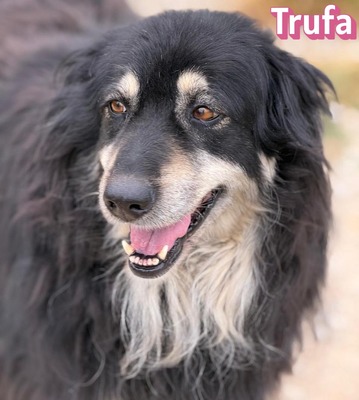 Trufa, Mischling - Hündin