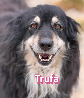 Trufa, Mischling - Hündin